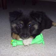 Islandsk fårehund Fenja   