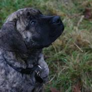 Boerboel Aslan