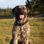 Boerboel Aslan