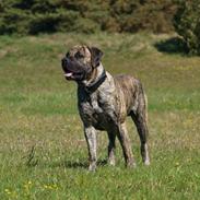 Boerboel Aslan