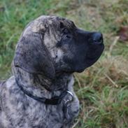 Boerboel Aslan