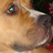 Amerikansk staffordshire terrier lissa r.i.p