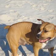 Amerikansk staffordshire terrier lissa r.i.p