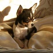 Chihuahua *A'diva*
