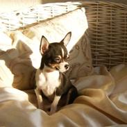 Chihuahua *A'diva*
