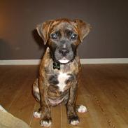 Amerikansk bulldog Sif