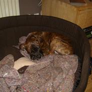 Amerikansk bulldog Sif