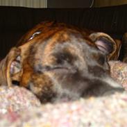 Amerikansk bulldog Sif