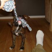 Amerikansk bulldog Sif