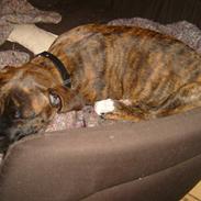 Amerikansk bulldog Sif