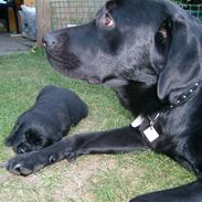 Golden retriever amanda og hugo