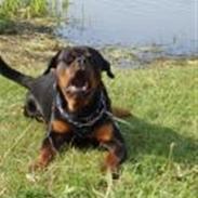 Rottweiler Buddy