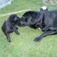 Golden retriever amanda og hugo