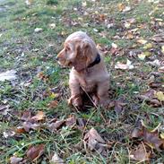 Cocker spaniel Woody