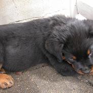 Rottweiler Zeus