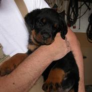 Rottweiler Zeus