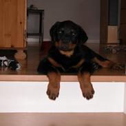 Rottweiler Zeus