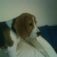 Beagle Basse