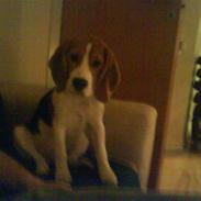 Beagle Basse
