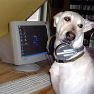 Blanding af racer Kia *RIP*