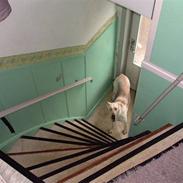 Blanding af racer Kia *RIP*