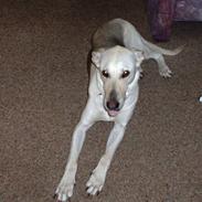 Blanding af racer Kia *RIP*