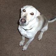 Blanding af racer Kia *RIP*