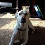 Blanding af racer Kia *RIP*