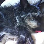 Blanding af racer Tulle (R.I.P)