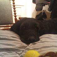 Blanding af racer Vaks R.I.P.