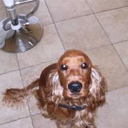 Cocker spaniel jønke