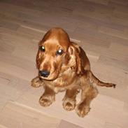 Cocker spaniel jønke