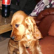 Cocker spaniel jønke