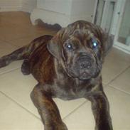 Blanding af racer R.I.P 20/4-2012(Bullmastiff) Gonzo 