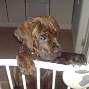 Blanding af racer R.I.P 20/4-2012(Bullmastiff) Gonzo 