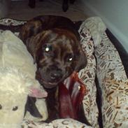 Blanding af racer R.I.P 20/4-2012(Bullmastiff) Gonzo 