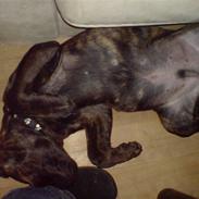 Blanding af racer R.I.P 20/4-2012(Bullmastiff) Gonzo 