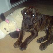 Blanding af racer R.I.P 20/4-2012(Bullmastiff) Gonzo 