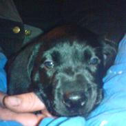 Blanding af racer tøsen<3