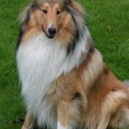 Collie langhåret Murphy