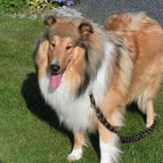 Collie langhåret Murphy