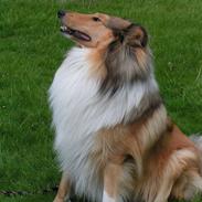 Collie langhåret Murphy