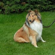 Collie langhåret Murphy