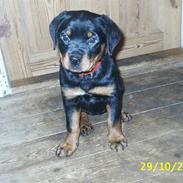 Rottweiler tazja R.I.P