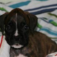 Boxer Roma