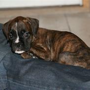 Boxer Roma