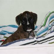 Boxer Roma