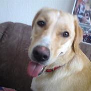 Blanding af racer Freja