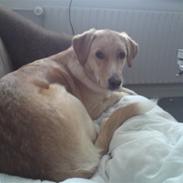 Blanding af racer Freja