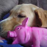 Blanding af racer Freja